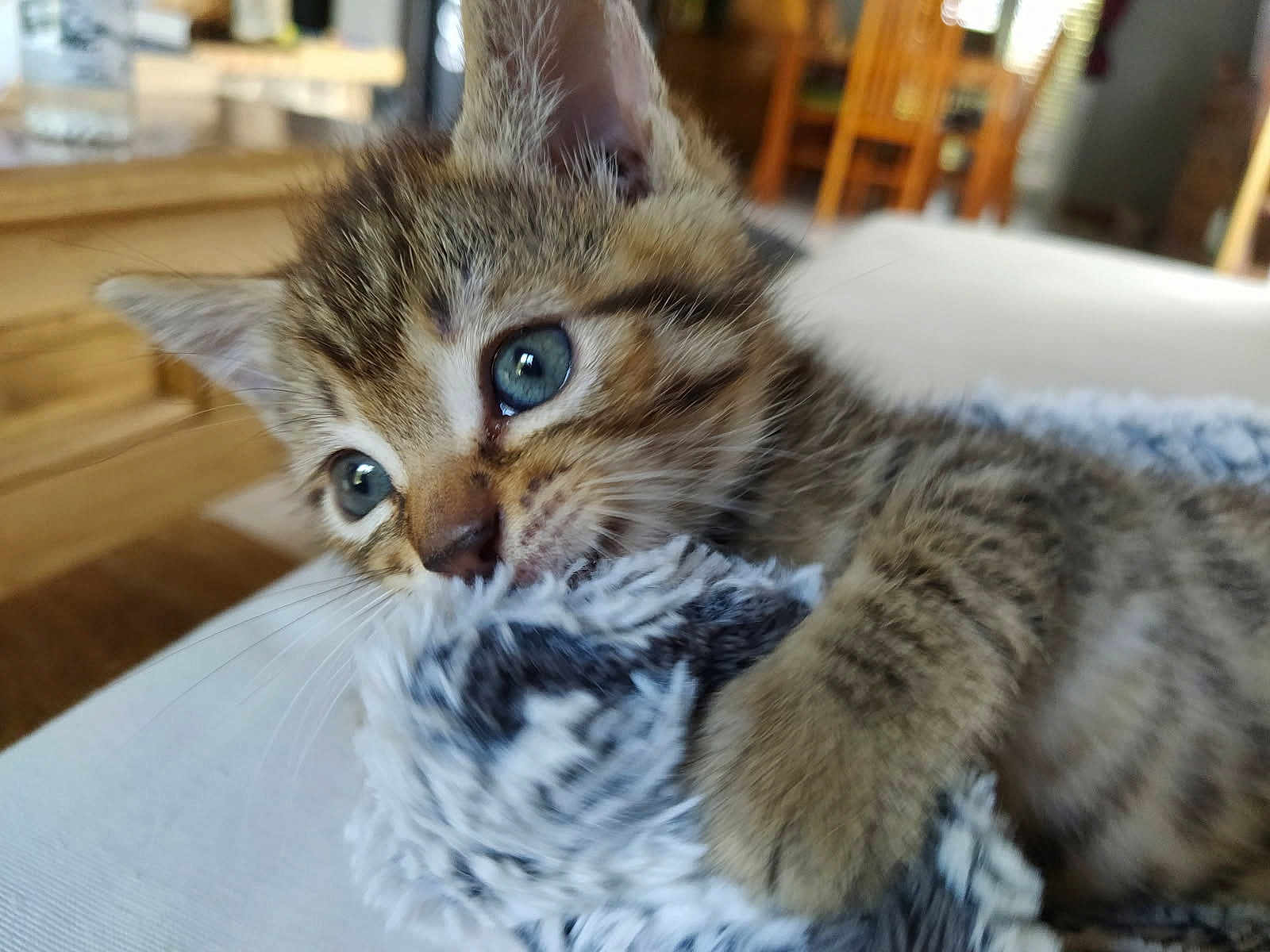 Simba