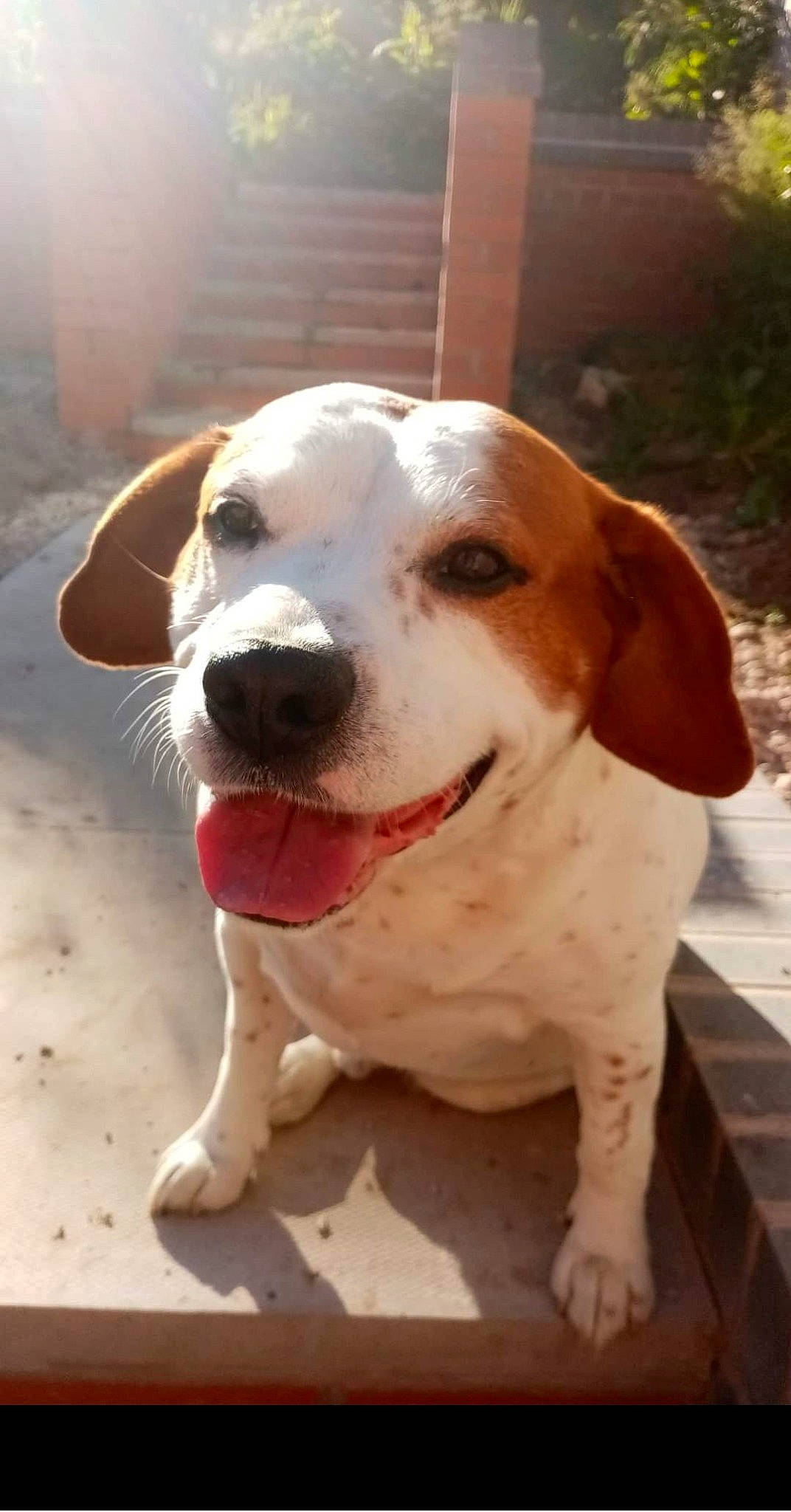 Bailey joined the competition — help win amazing prizes! ancient_dog_breeds, canidae, carnivore, collar, companion_dog, dog, dog_breed, dog_collar, fawn, hunting_dog, non_sporting_group, pet_supply, plant, retriever, snout, sporting_group, whiskers, working_animal, working_dog