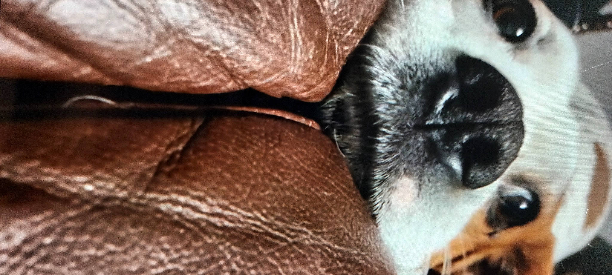 Bailey is registered to the contest to win money with this photo: boston_terrier, canidae, carmine, carnivore, comfort, companion_dog, dog, dog_breed, ear, fawn, fur, liver, paw, snout, sporting_group, terrestrial_animal, toy_dog, whiskers, working_animal, wrinkle