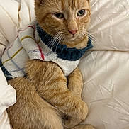 Yoda joined the competition — help win amazing prizes! cat, orange_tabby, knitted_sweater, pet_clothing, feline, whiskers, ears, paws, fur, bed, blanket, cozy, resting, domestic_animal, cute, animal_portrait, indoor, soft_texture, relaxed, sleepy