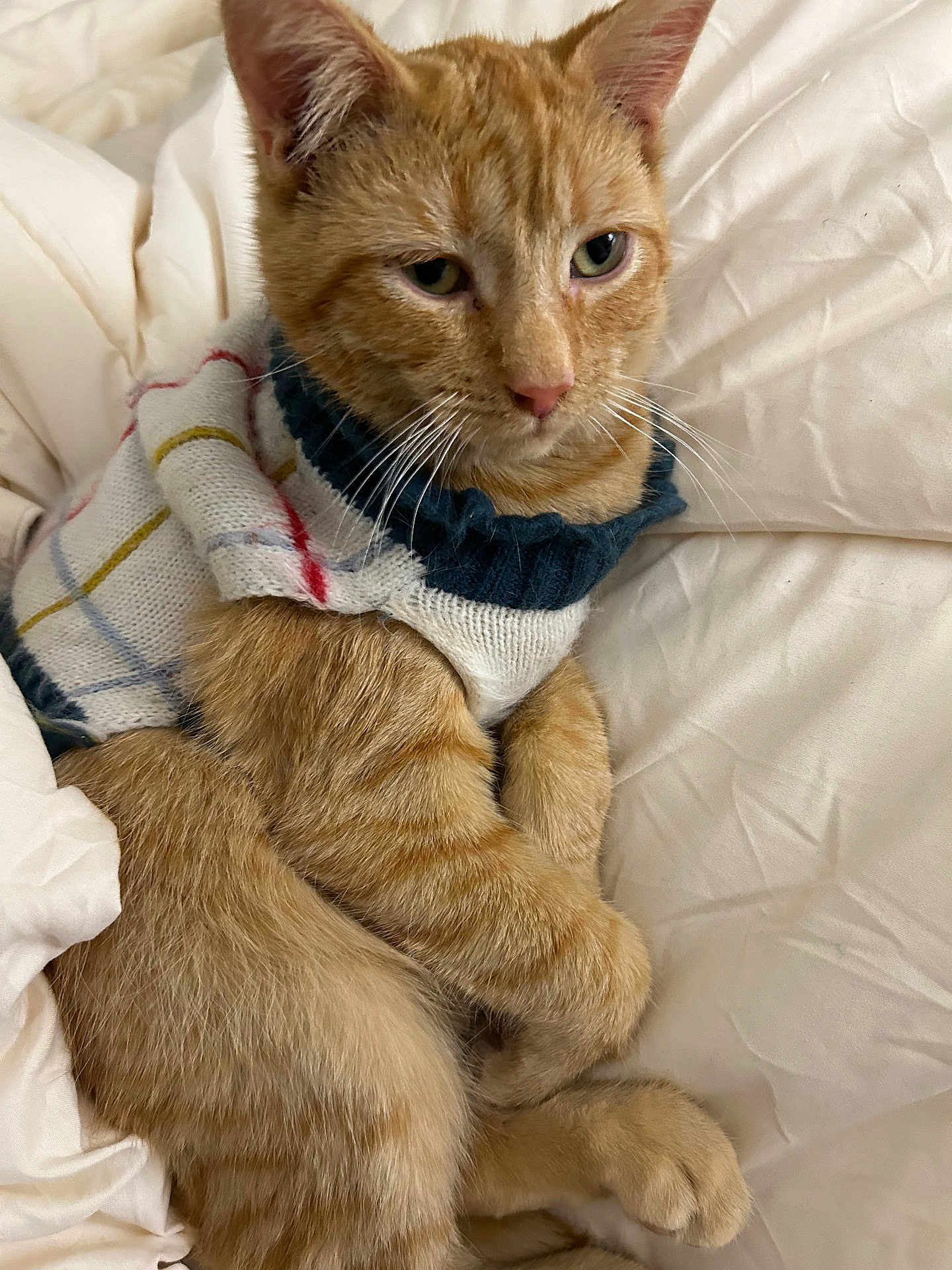 Yoda joined the competition — help win amazing prizes! cat, orange_tabby, knitted_sweater, pet_clothing, feline, whiskers, ears, paws, fur, bed, blanket, cozy, resting, domestic_animal, cute, animal_portrait, indoor, soft_texture, relaxed, sleepy
