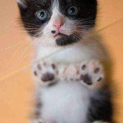 Chaton