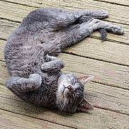 Lucky Chance is registered to the contest to win money with this photo: cat, gray_cat, feline, pet, animal, relaxed, sleeping, outdoor, wooden_deck, fur, whiskers, ears, paws, tail, cute, nature, domestic_animal, resting, peaceful, closeup