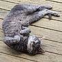 cat, gray_cat, feline, pet, animal, relaxed, sleeping, outdoor, wooden_deck, fur, whiskers, ears, paws, tail, cute, nature, domestic_animal, resting, peaceful, closeup