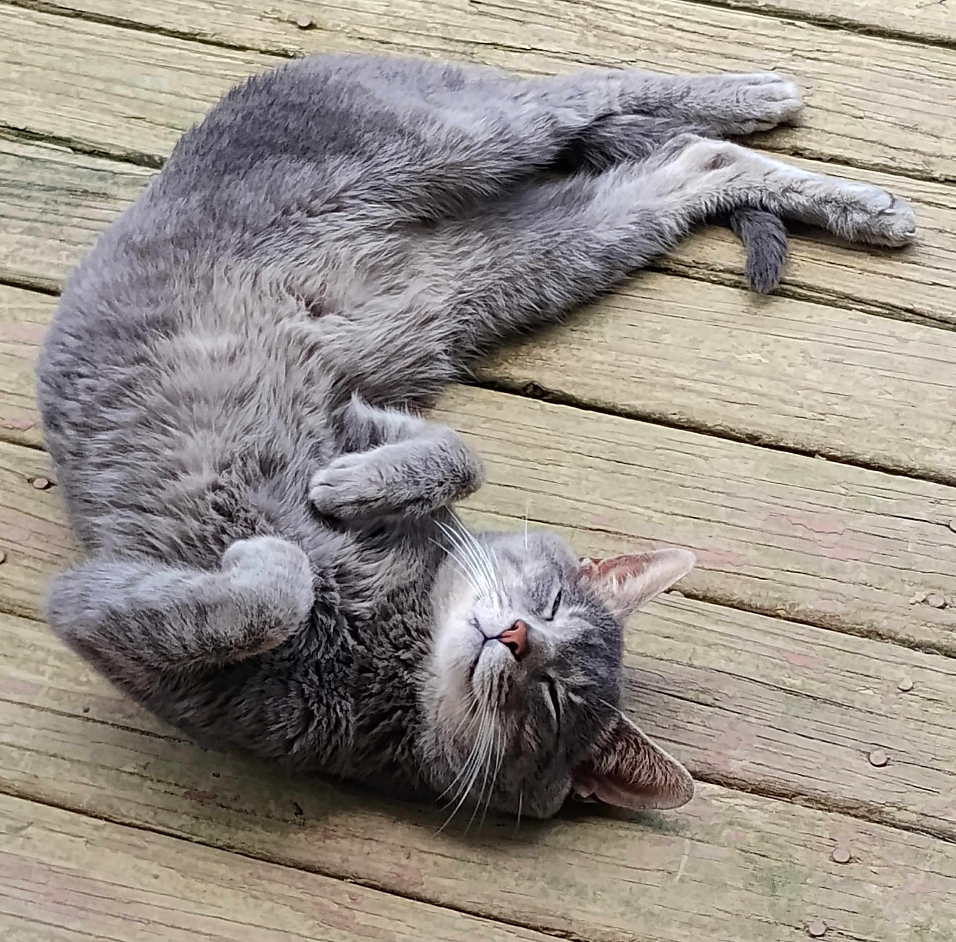 Lucky Chance is registered to the contest to win money with this photo: cat, gray_cat, feline, pet, animal, relaxed, sleeping, outdoor, wooden_deck, fur, whiskers, ears, paws, tail, cute, nature, domestic_animal, resting, peaceful, closeup