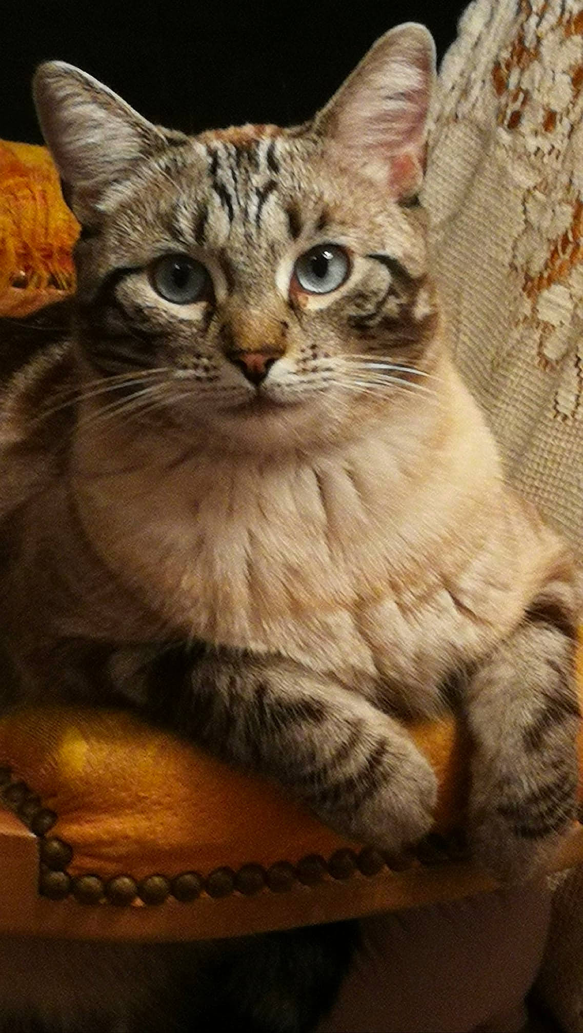 Eliott participe au concours pour gagner de l'argent avec cette photo : american_shorthair, american_wirehair, asian, australian_mist, california_spangled, carnivore, cat, domestic_short_haired_cat, dragon_li, egyptian_mau, european_shorthair, felidae, mammal, ocicat, pixie_bob, small_to_medium_sized_cats, sokoke, tabby_cat, vertebrate, whiskers