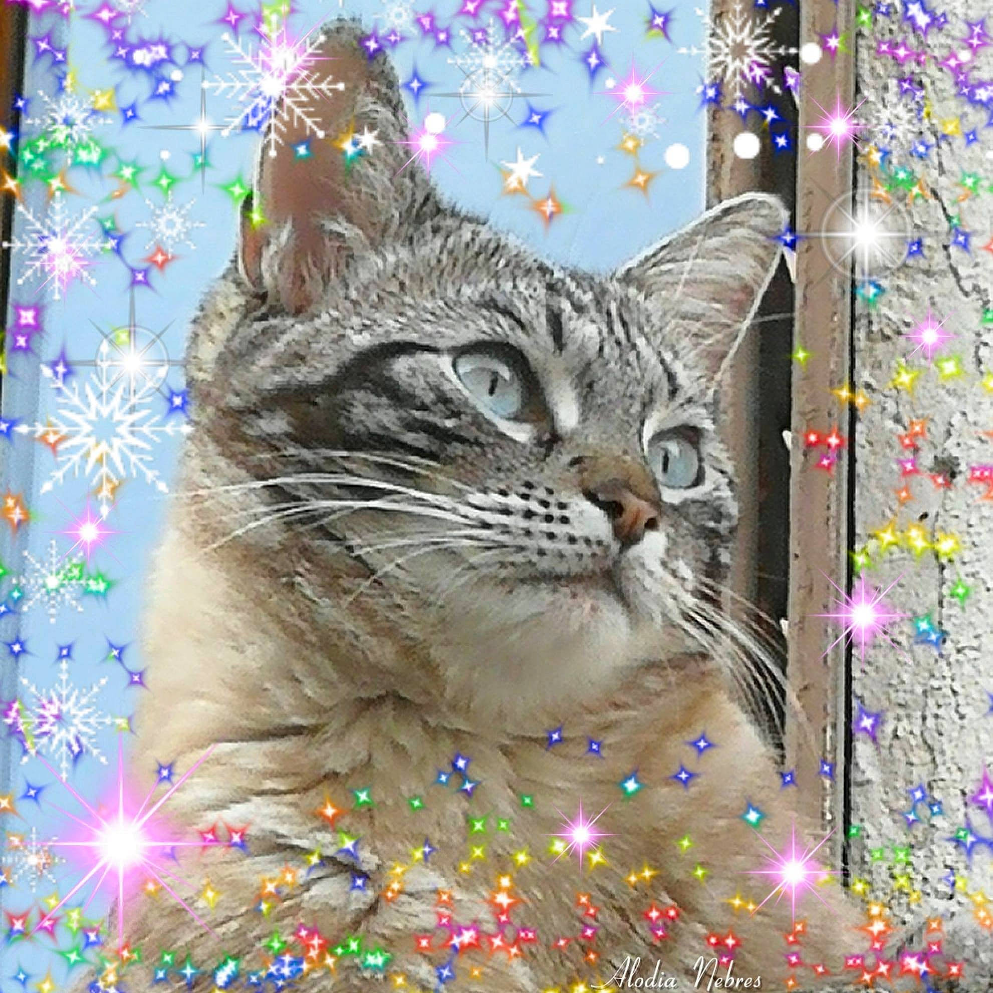 Eliott a rejoint le concours — aidez-le/la à gagner de superbes lots ! carnivore, cat, domestic_short_haired_cat, felidae, kitten, small_to_medium_sized_cats, tabby_cat, whiskers