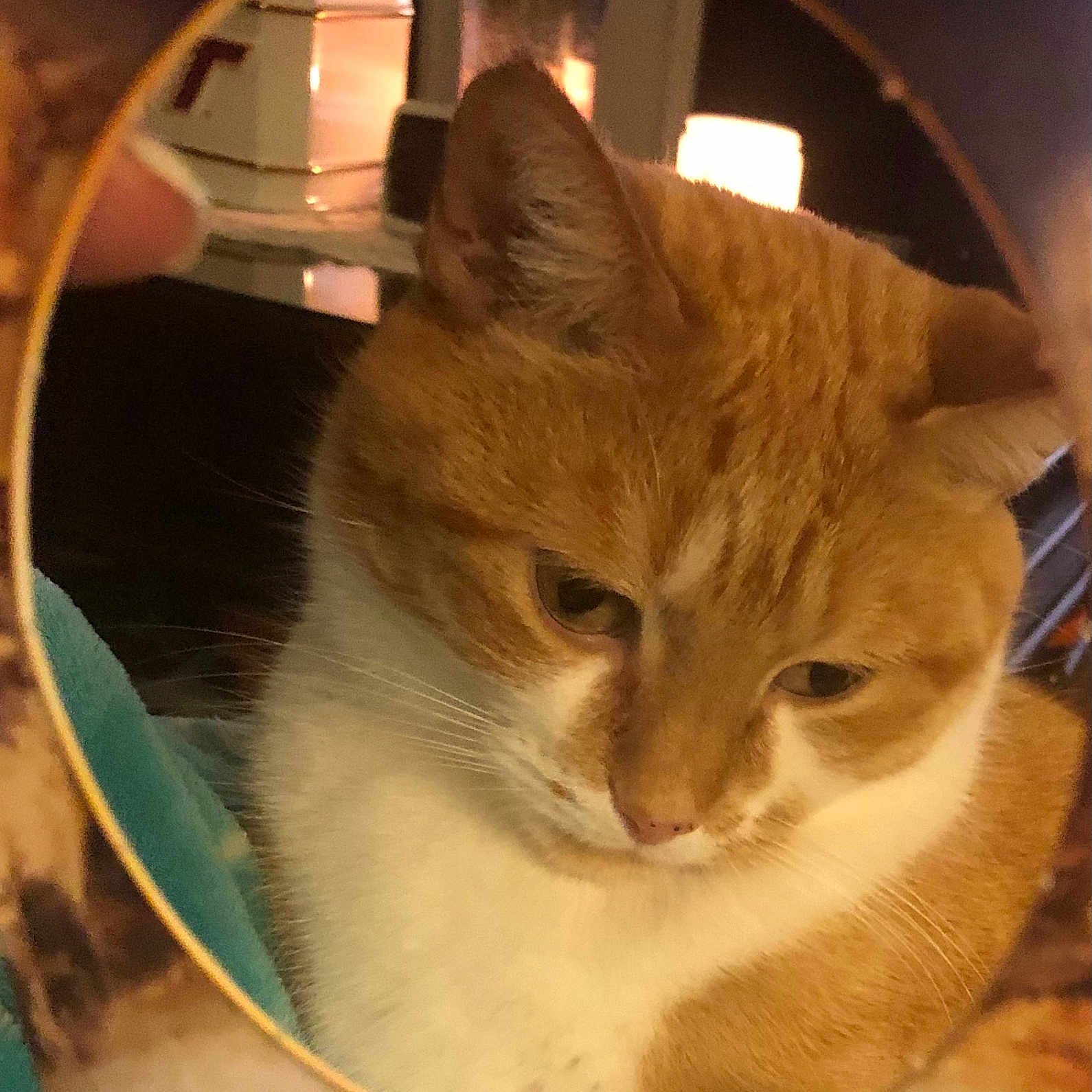 Beby is registered to the contest to win money with this photo: animal, calm, cat, closeup, cozy, cute, ears, face, feline, fur, ginger_cat, home, indoor, looking_down, mirror, pet, reflection, warm_light, whiskers, white_fur
