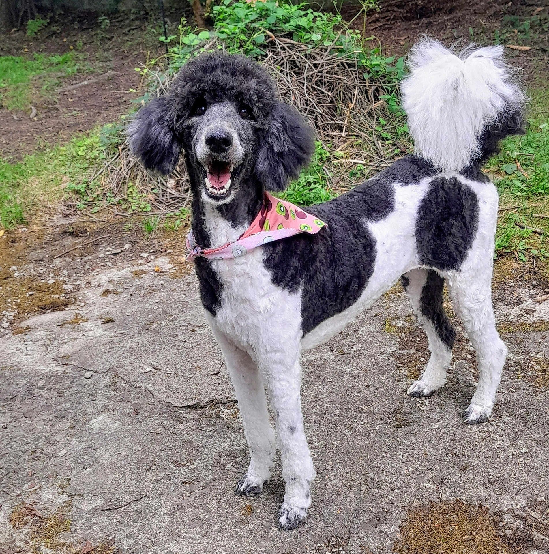 Pumpkin joined the competition — help win amazing prizes! dog, poodle, black_and_white, bandana, outdoor, happy, pet, animal, grass, fur, tail, canine, nature, smiling, standing, portrait, cute, friendly, mammal, playful