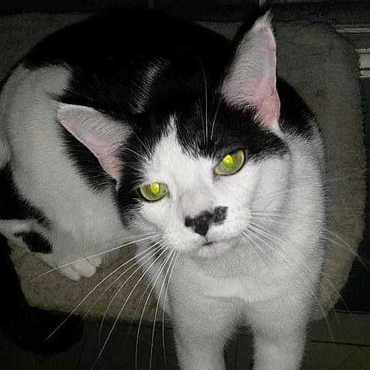 Stray