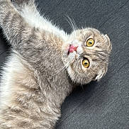 Kitty a rejoint le concours — aidez-le/la à gagner de superbes lots ! animal, cat, close_up, cute, domestic_cat, feline, fluffy_fur, funny_face, gray_cat, indoor, lying_down, pet, relaxed, resting, soft_texture, striped_fur, surprised_expression, tongue_out, whiskers, yellow_eyes