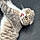 Kitty