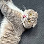 animal, cat, close_up, cute, domestic_cat, feline, fluffy_fur, funny_face, gray_cat, indoor, lying_down, pet, relaxed, resting, soft_texture, striped_fur, surprised_expression, tongue_out, whiskers, yellow_eyes