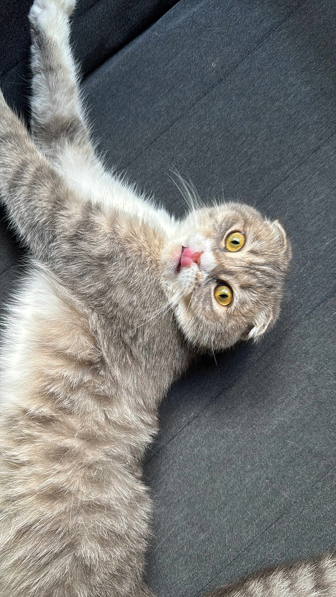 Kitty