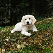 Bella a rejoint le concours — aidez-le/la à gagner de superbes lots ! puppy, dog, white_fur, forest, nature, grass, moss, outdoor, animal, cute, pet, lying_down, canine, young_dog, flora, woodland, greenery, adorable, calm, natural_light