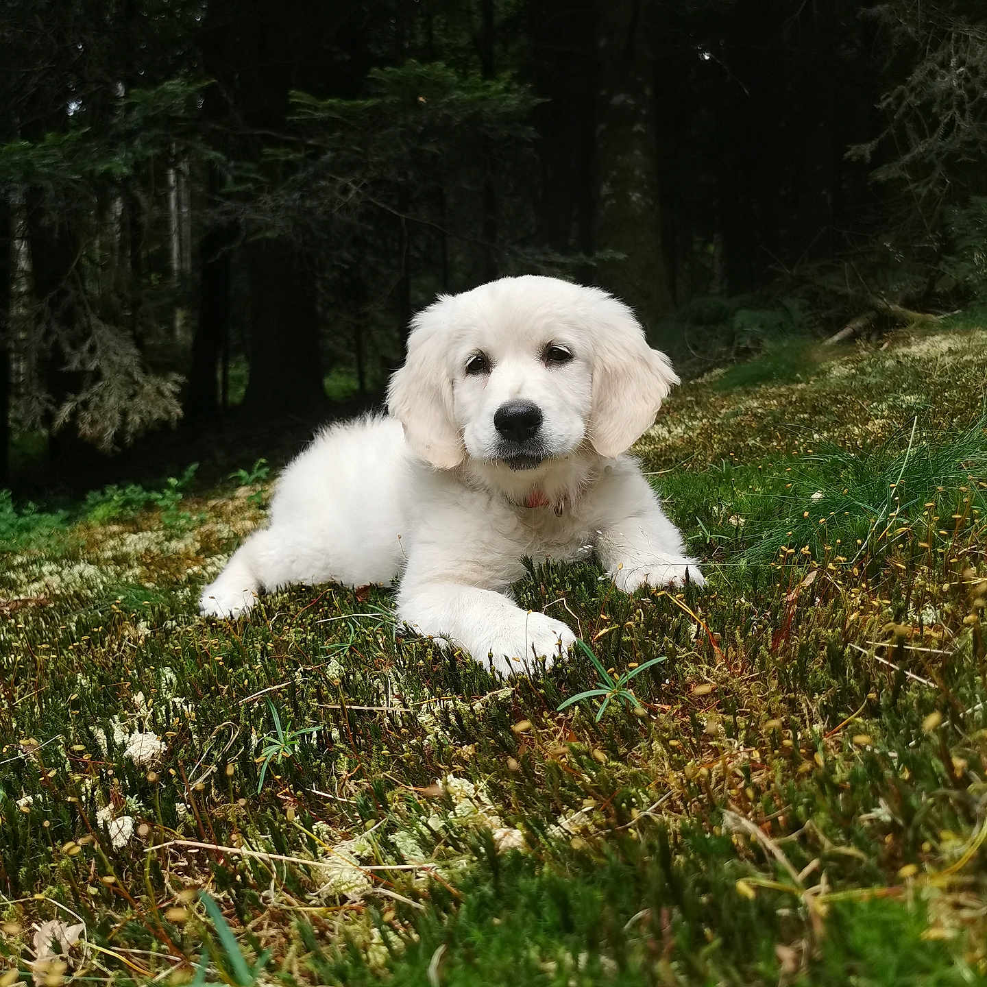 Bella a rejoint le concours — aidez-le/la à gagner de superbes lots ! puppy, dog, white_fur, forest, nature, grass, moss, outdoor, animal, cute, pet, lying_down, canine, young_dog, flora, woodland, greenery, adorable, calm, natural_light