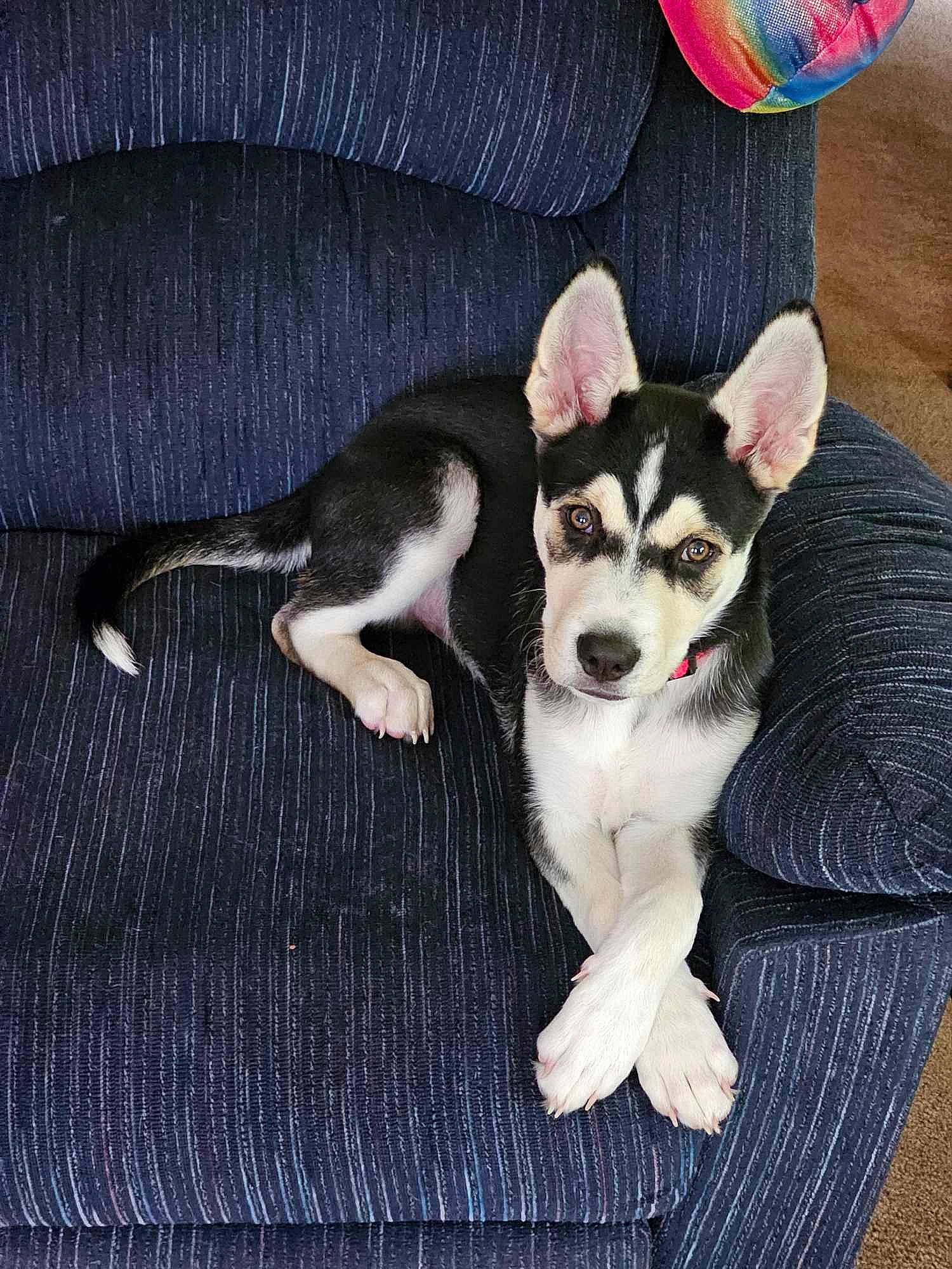 Kozmo joined the competition — help win amazing prizes! canidae, carnivore, comfort, companion_dog, dog, dog_breed, dog_supply, fawn, fur, non_sporting_group, paw, snout, sporting_group, tail, toy_dog, whiskers, wood, working_animal, working_dog