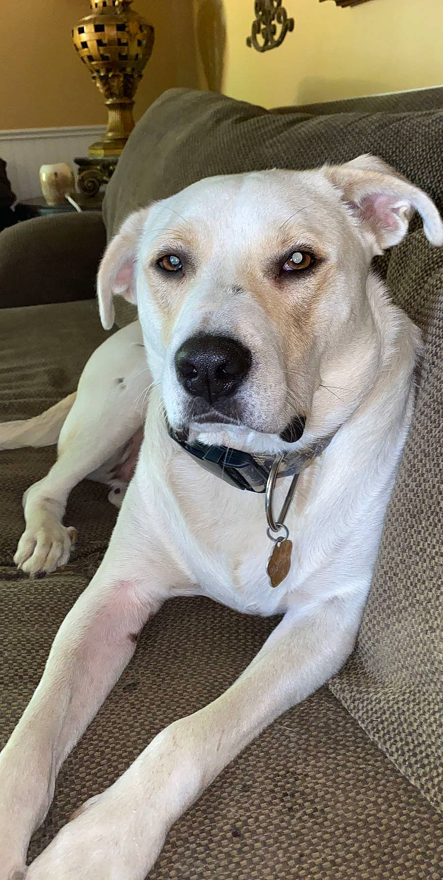 Biscuit joined the competition — help win amazing prizes! canidae, carnivore, collar, comfort, companion_dog, couch, dog, dog_breed, dog_collar, fawn, fur, leash, non_sporting_group, pet_supply, sleeper_chair, snout, sporting_group, whiskers, working_animal