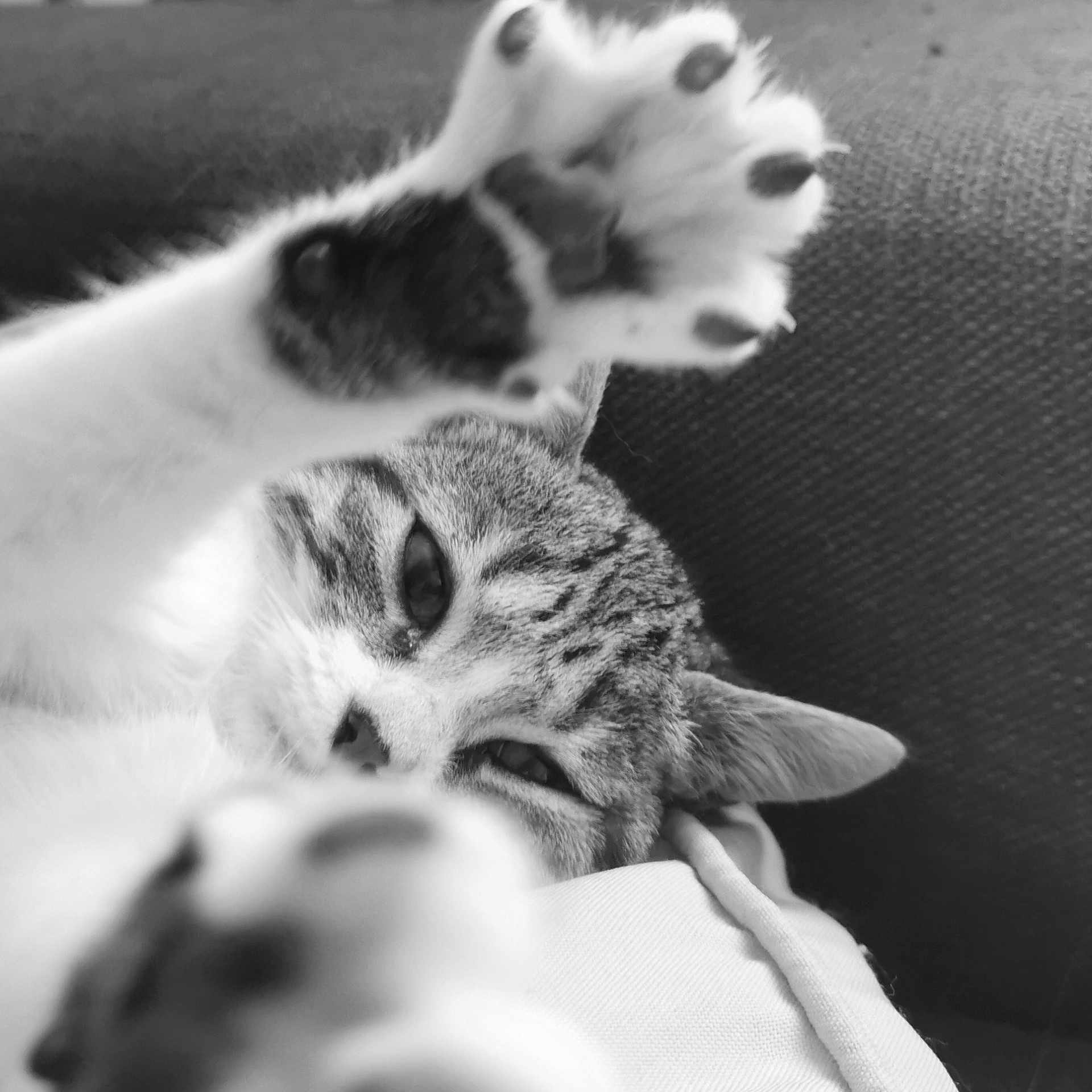Romy a rejoint le concours — aidez-le/la à gagner de superbes lots ! animal, black_and_white, blur, cat, closeup, couch, cozy, cute, ears, feline, indoor, paw, pet, relaxed, resting, sleepy, soft, stretching, tabby, whiskers