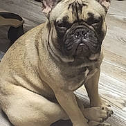 Frankie is registered to the contest to win money with this photo: dog, french_bulldog, sitting, paws, wooden_floor, pet, animal, indoor, cute, grumpy, sleepy, fur, ears, face, nose, pug_like, portrait, companion, domestic, canine