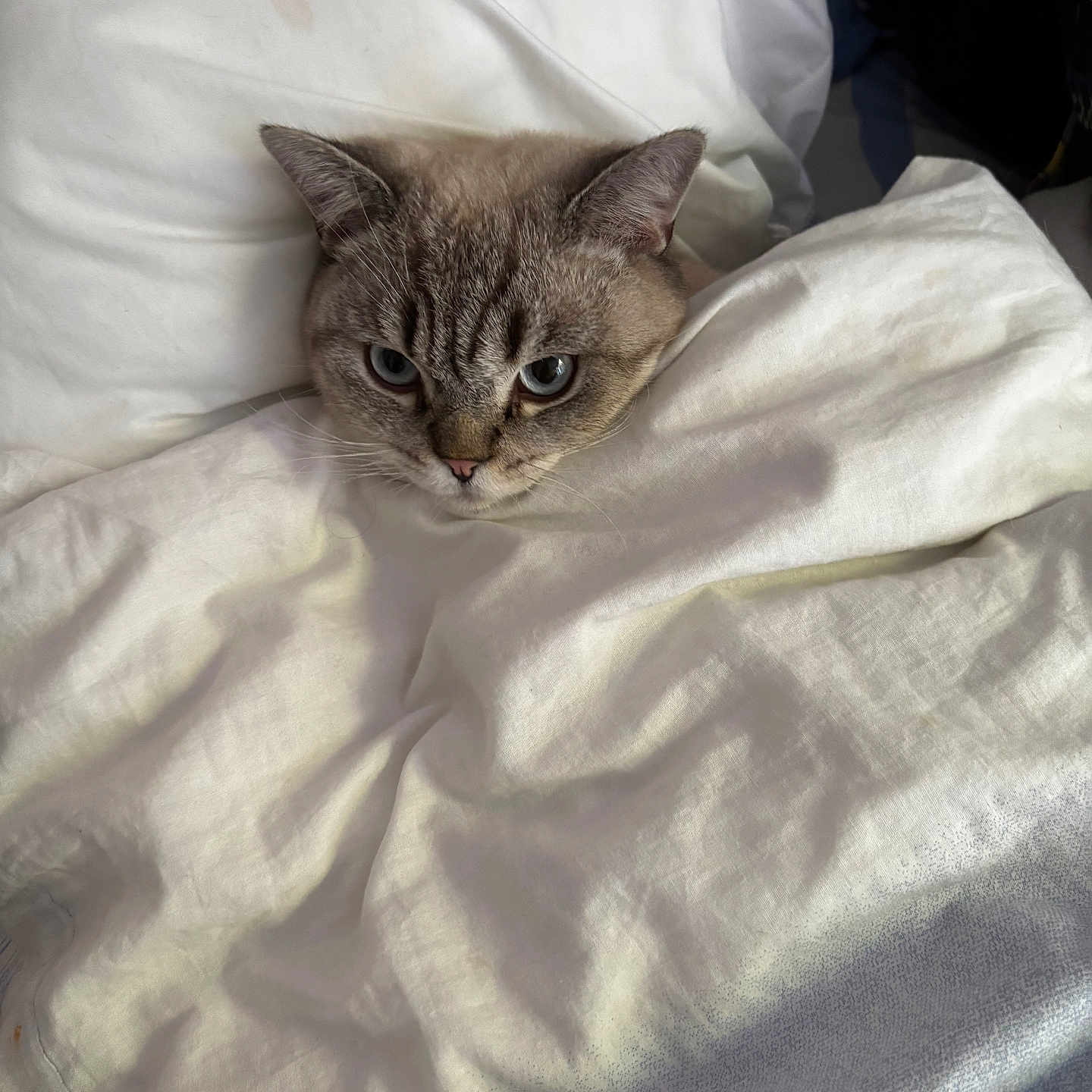 Moon a rejoint le concours — aidez-le/la à gagner de superbes lots ! abyssinian, animal, bed, bedroom, blanket, cat, couch, cushion, furniture, homedecor, indoors, kitten, linen, manx, person, pet, quilt, room, siamese, sleeping