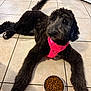 dog, black_dog, pet, floor, tile_floor, food_bowl, dog_food, pink_harness, indoor, animal, canine, fur, laying_down, curious, looking_up, paw, tail, domestic_animal, companion, cute
