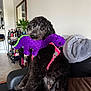 Reba is registered to the contest to win money with this photo: dog, plush_toy, purple, harness, couch, blanket, indoor, furniture, bar_cart, bottle, plant, mirror, floor_tile, pet, sitting, curly_fur, brown, black, toy, cute