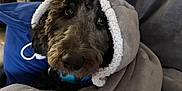 Reba is registered to the contest to win money with this photo: black, blanket, brown, comfort, couch, cozy, cute, dog, eyes, fur, home, hood, indoor, nose, pet, pillow, portrait, relaxed, snug, soft