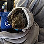 Reba is registered to the contest to win money with this photo: dog, blanket, hood, couch, indoor, cozy, pet, fur, brown, black, eyes, nose, soft, snug, relaxed, home, comfort, pillow, cute, portrait