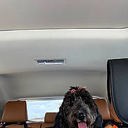 Reba is registered to the contest to win money with this photo: dog, black_dog, curly_fur, pink_bows, car_interior, backseat, leather_seats, seat_cover, tongue_out, happy, pet, animal, transport, travel, window, daylight, seatbelt, headrest, cute, portrait