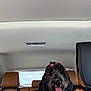 dog, black_dog, curly_fur, pink_bows, car_interior, backseat, leather_seats, seat_cover, tongue_out, happy, pet, animal, transport, travel, window, daylight, seatbelt, headrest, cute, portrait