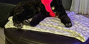 Reba is registered to the contest to win money with this photo: dog, black_dog, curly_fur, pet, indoor, ottoman, leather_furniture, towel, pink_harness, flooring, tile_floor, couch, blanket, curtains, relaxed, lying_down, fur, home, domestic, animal
