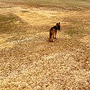 Zeus is registered to the contest to win money with this photo: dog, outdoor, grass, field, tree, nature, animal, brown, canine, sky, cloudy, walking, pet, landscape, dry, open_space, wilderness, daytime, two_dogs, ground
