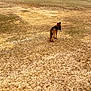 dog, outdoor, grass, field, tree, nature, animal, brown, canine, sky, cloudy, walking, pet, landscape, dry, open_space, wilderness, daytime, two_dogs, ground