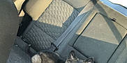 Zeus is registered to the contest to win money with this photo: animal, backseat, black, brown, car, curious, dog, ears, fur, interior, pet, plastic_bag, puppy, resting, seat, sunlight, tongue, transportation, window, young