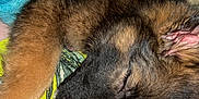 Zeus is registered to the contest to win money with this photo: puppy, dog, sleeping, close_up, blanket, hand, fur, cozy, resting, indoors, brown_fur, black_fur, patterned_clothing, comfort, nap, pet, animal, young_dog, cuddle, relaxation