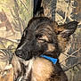 Zeus joined the competition — help win amazing prizes! puppy, dog, sleeping, camo, couch, fur, collar, cozy, nap, pet, animal, indoors, resting, cute, brown, black, young, furry, closeup, relaxing