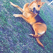Faith Louise is registered to the contest to win money with this photo: dog, german_shepherd, grass, outdoor, pet, animal, canine, lying_down, collar, fence, yard, tongue_out, relaxed, nature, daylight, brown, black, ears_up, side_view, domestic_animal