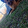 Faith Louise is registered to the contest to win money with this photo: dog, german_shepherd, grass, outdoor, fence, tongue_out, animal, pet, canine, relaxed, lying_down, yard, blue_tarp, nature, daylight, ears_up, collar, happy, mammal, domestic_animal