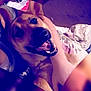 Faith Louise is registered to the contest to win money with this photo: dog, smiling, pet, hug, heart_shape, bed, blanket, floral, person, arm, cozy, indoor, closeup, affection, animal, canine, cute, companion, friendly, warm