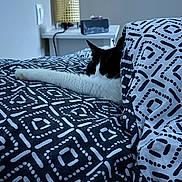 Maya participe au concours pour gagner de l'argent avec cette photo : cat, black_and_white, bed, bedspread, patterned, stretching, indoor, lamp, nightstand, relaxing, feline, sleepy, paw, cozy, home, furniture, decor, resting, animal, quiet