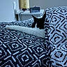cat, black_and_white, bed, bedspread, patterned, stretching, indoor, lamp, nightstand, relaxing, feline, sleepy, paw, cozy, home, furniture, decor, resting, animal, quiet