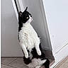Maya participe au concours pour gagner de l'argent avec cette photo : cat, black_and_white, sitting, indoor, corner, wall, floor, tile, carpet, pet, animal, curious, alert, fur, whiskers, domestic, looking, side_view, cute, funny_posture