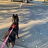 dog, leash, rooster, street, sidewalk, car, gate, shadow, sunlight, animal, pet, urban, residential, outdoor, daytime, curious, black_dog, white_rooster, pavement, vehicle