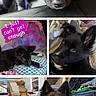 dog, black_dog, puppy, collage, text_overlay, sofa, couch, blanket, pillow, indoor, pet, cute, relaxed, furniture, home, animal, resting, ears, eyes, cozy