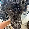 dog, wet, black_dog, close_up, sand, animal, pet, face, fur, bathtub, hand, person, indoor, grumpy, expression, water, animal_face, canine, messy, closeup
