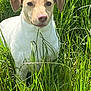 dog, canine, animal, grass, outdoor, nature, pet, mammal, fur, ears, snout, greenery, sunlight, field, portrait, standing, daylight, closeup, watchful, environment