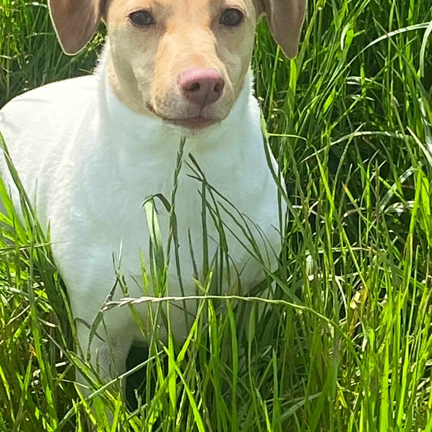 Nala a rejoint le concours — aidez-le/la à gagner de superbes lots ! animal, canine, closeup, daylight, dog, ears, environment, field, fur, grass, greenery, mammal, nature, outdoor, pet, portrait, snout, standing, sunlight, watchful