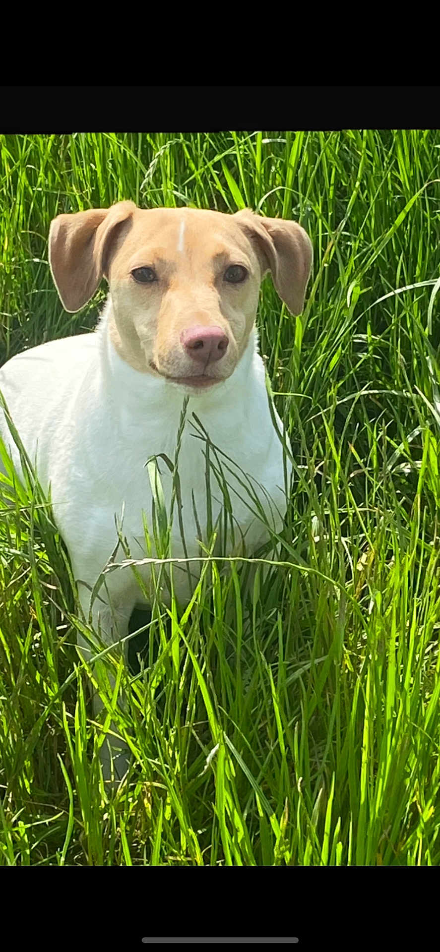 Nala a rejoint le concours — aidez-le/la à gagner de superbes lots ! dog, canine, animal, grass, outdoor, nature, pet, mammal, fur, ears, snout, greenery, sunlight, field, portrait, standing, daylight, closeup, watchful, environment