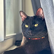 Jedi joined the competition — help win amazing prizes! black_cat, cat, pet, animal, windowsill, sunlight, yellow_eyes, curtain, indoor, relaxed, feline, whiskers, close_up, portrait, domestic_cat, window, resting, fur, paw, collar